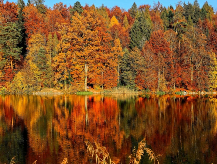 Paisaje de arboles en otoño donde se reflejan los colores naranja, café y verde en un lago.