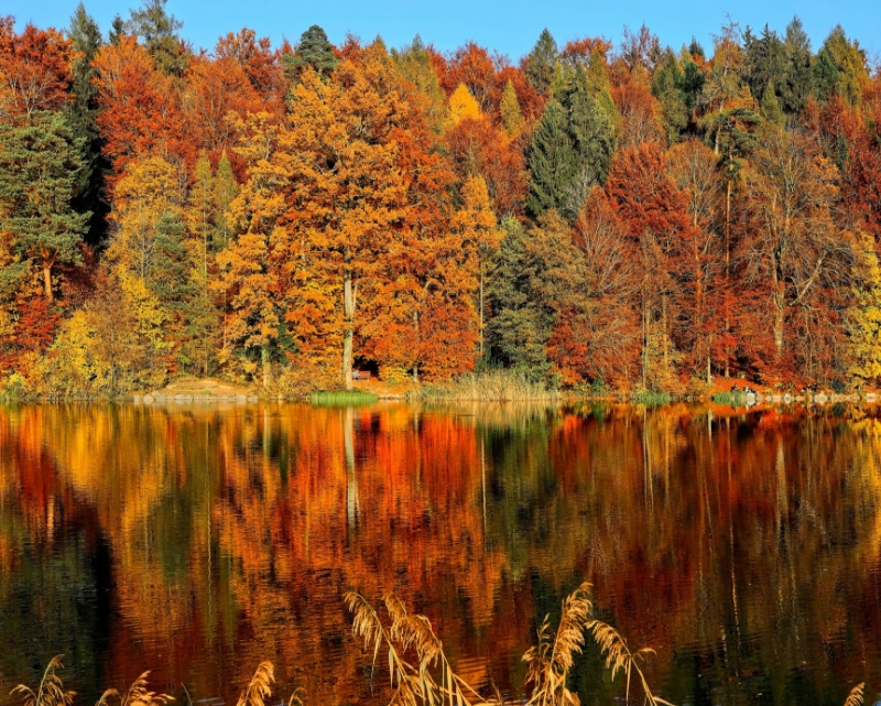 Paisaje de arboles en otoño donde se reflejan los colores naranja, café y verde en un lago.